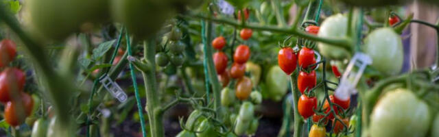 ​Округли сто о Нацрту закона о здрављу биља