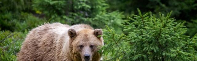 Hitno se oglasio Nacionalni park Tara: Važno obaveštenje nakon susreta žene sa medvedom