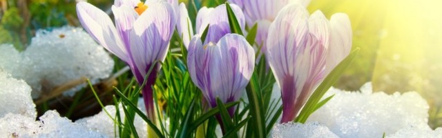Narodna verovanja za sneg u aprilu