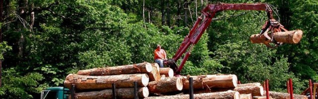 Uhapšen šumarski inspektor iz Vranja - naložio seču zdravog drveća