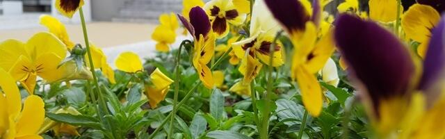 Pozno Miholjsko leto, zahlađenje tek sredinom meseca