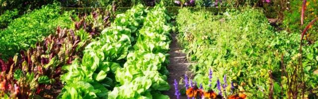 Biljka koja niče za 3 sata: Tajna je u 1 triku - nikad bolji rezultati (FOTO)