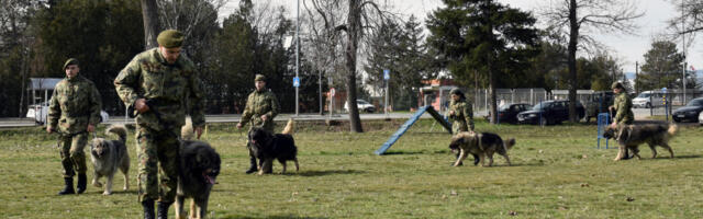 Ниш: обука паса за службу у јединицама Војске Србије