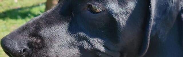 FOTO, VIDEO: Mili je najkera Novog Sada