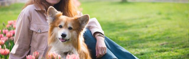 Bogata porodica nudi posao života: Traži se čuvar psa i imanja, dobija benefite iz snova i platu 70.000 evra!