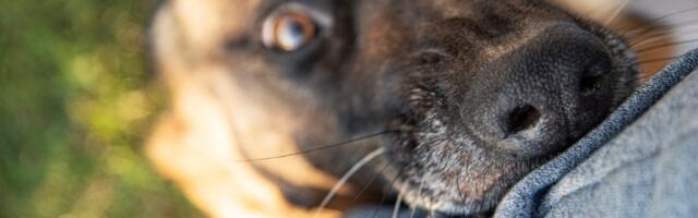 Ove 4 rase pasa imaju najsnažniji ugriz! Mogu da budu agresivni (FOTO)