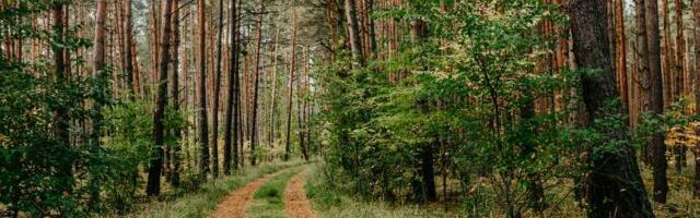 Grad iz komšiluka uvodi terapiju šumom u školski program: Priroda kao učitelj