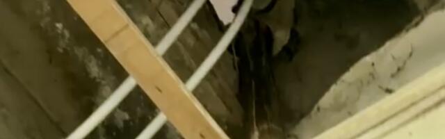 Savić: Toaleti u kraljevačkim školama nedostojni čoveka?