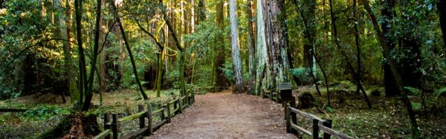 Turistička tura za sva čula: U Sloveniji postoji šuma koja „peva“