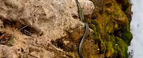 IZMILELE ZMIJE: Nesvakidašnji snimak sa reke Gradac, prvo se polako spuštala niz stene, pa se za tren oka našla u vodi (VIDEO)