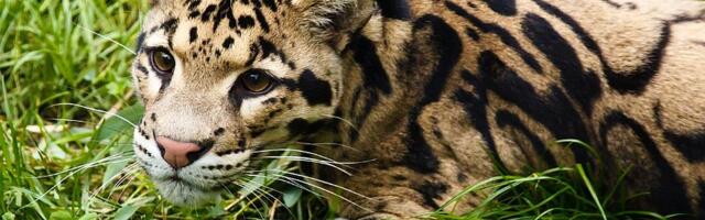 Prvi put u deset godina: Oblačasti jaguar uslikan u Hondurasu