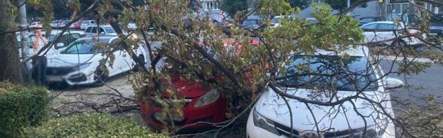 NEVREME PRAVILO HAOS PO BEOGRADU, OBARALO STABLA, ČUPALO GRANE: Pune ruke posla za Zelenilo, već intervenisali na 21 lokaciji, evo kako da ih pozovete da dođu