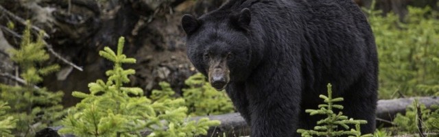 JEZIVA SMRT U NACIONALNOM PARKU: Smeđi medved pojeo dečaka (16), pronađen dok je još komadao delove tela