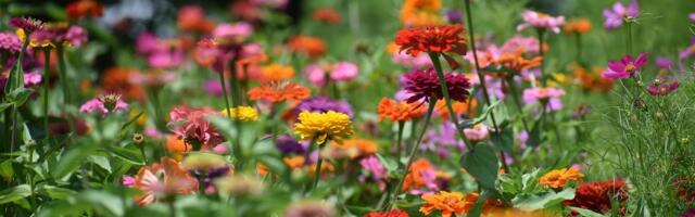 Cveće koje može izdržati bez vode tokom leta