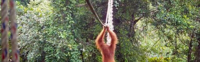 Snimak za istoriju: Orangutan PRVI PUT IKADA prešao most od lijana koji su ljudi izgradili u prašumi Sumatre