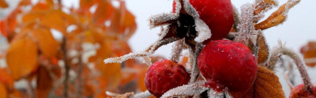 DANAS DOSTA HLADNIJE: Temperatura jedva dostiže 11 stepeni, ponegde slaba kiša i kratkotrajni sneg