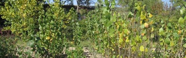 BESPLATNA PODELA SADNICA