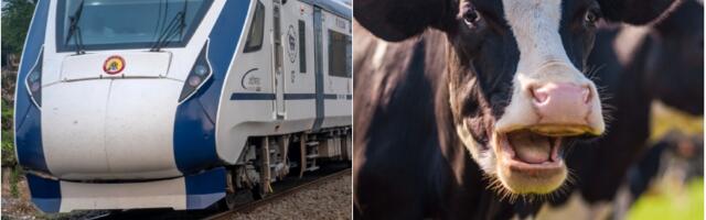 Čoveka u Indiji ubila krava koju je 30 metara dalje udario voz