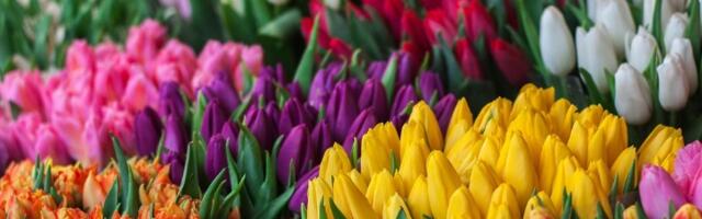 Lale će rasti kao iz vode! Moćni trik iskusnih baštovana