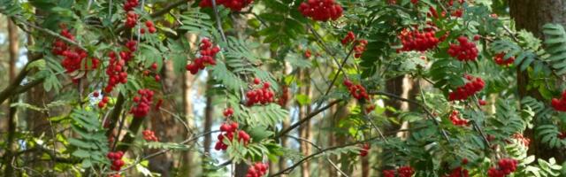 Nepravedno zaboravljena! Kažu da ova BILJKA donosi čuda i čuva kuću (FOTO)