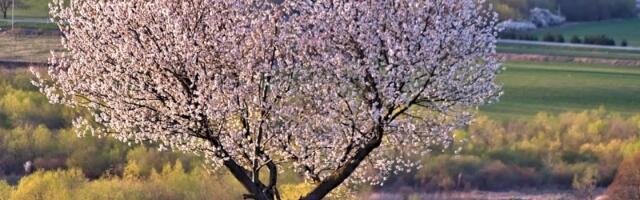 Venčanje sa drvetom: Neobičan ritual koji otkriva mnogo više nego što deluje na prvi pogled