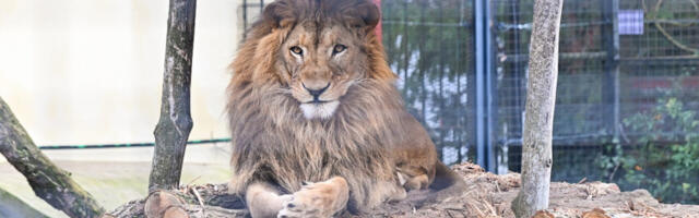 “Страшно и недопустиво” снимати животиње у њиховој терминалној фази и такве снимке пласирати у јавност