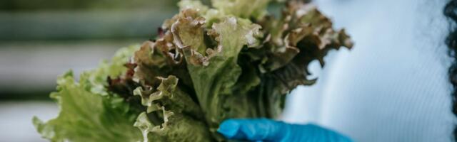 5 razloga zašto svaki dan treba da jedete zelenu salatu: Čuva vid, briše kilograme ali i popravlja pamćenje