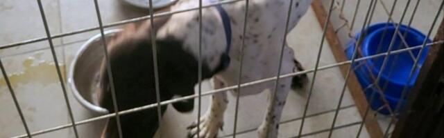 KRIJUMČARIO LOVAČKE PSE! Zaustavljen u Preševu životinje oduzete