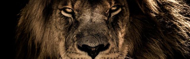 Fosili lavova pronađeni na neočekivanom mestu