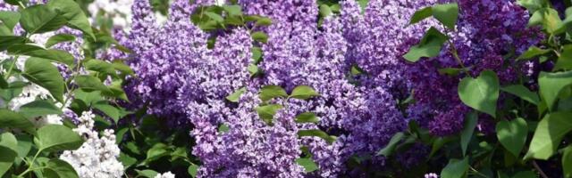 Raste u skoro svakom dvorištu, a niko ne zna kakvo je blago: Cvetove mu koriste za ukras, a spas je za kosti