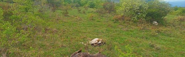 Ubijena ptica koja je trebalo da nas vrati na mapu Evrope! Jedan čovek UNIŠTIO godine rada i milione evra