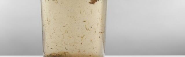 Ljubodrag Stojadinović: Prljava voda