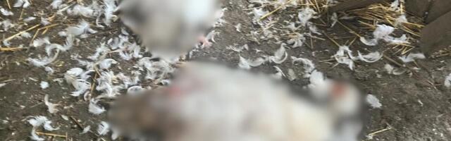 Psi lutalice poklali celu živinu, domaćin zatekao stravičan prizor u kokošinjcu: Neviđeni horor kod Čačka (FOTO)