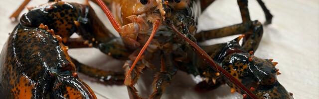 Uhvaćen jedinstveni dvobojni jastor: Ribari ga donirali naučnom centru