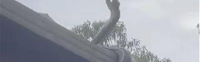 JEZIVA SCENA NA KROVU KUĆE! Meštani preplašeni, HITNO pozvali stručnjake u pomoć, neko može da nastrada! (VIDEO)
