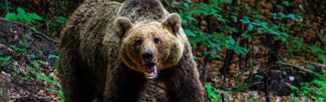 MEDVED NAPAO ĐAKE NA EKSKURZIJI! Nastavnik teško ranjen, povređeno 11 osoba! Dečak za DLAKU izbegao smrt: "Osetio sam krzno, projurio je pored mene" (FOTO)