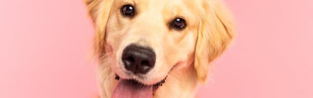 Retriver se zaljubio u svoje fotografije: Snimak raznežio milione - ništa slađe niste videli (VIDEO)