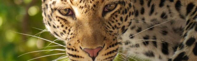 Leopardi su se tako uspešno prilagodili južnoafričkom Kejpu da su genetski unikatni