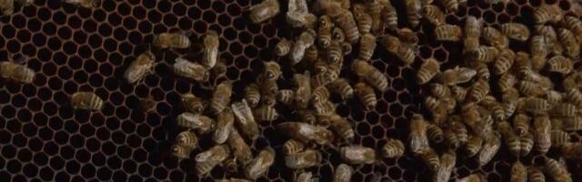 KAKO DO SUBVENCIJA ZA PČELARE?