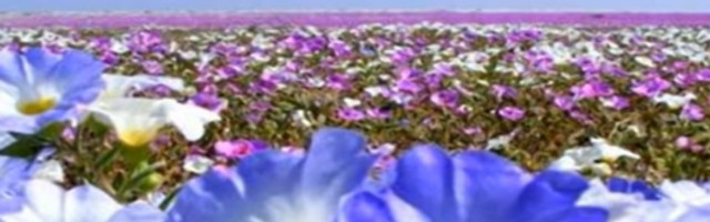 Usled klimatskih promena pustinja Atakama sve češće je prekrivena cvećem, neverovatan prizor oduzima dah