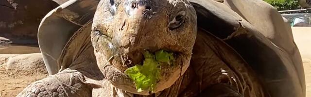 Baka sa Galapagosa zauvek zatvorila oči u 141. godini!