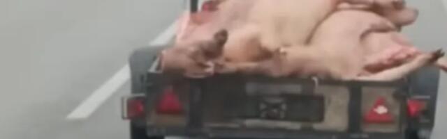 Šta radi ovaj: Natovario prikolicu lešinama (VIDEO)