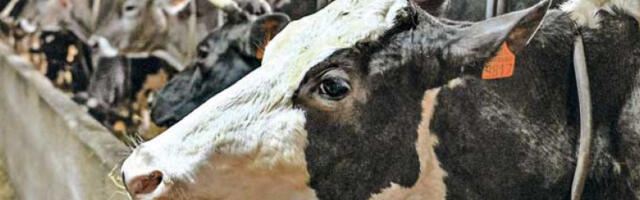 Зашто у ЕУ пада откупна цена млека