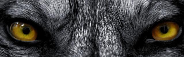 Top 10 najopasnijih životinja na svetu