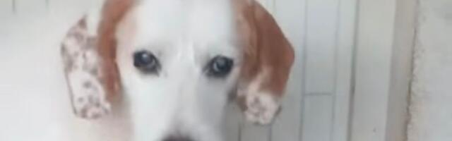 Tuga i nada slepog Marlija: Psu šarenih ušiju potrebna pomoć, sklonjen sa ulice gde je udarao u bandere
