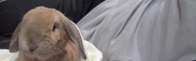 VOLITE LI BRZU VOŽNJU!? Zec je našao najbolji prevoz (Video)