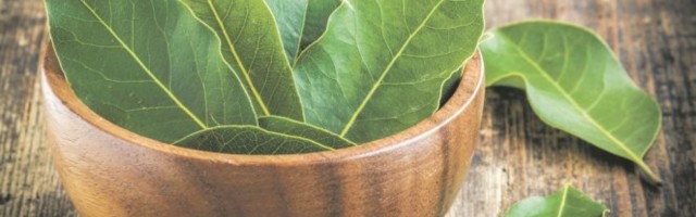 Ova ZAČINSKA biljka smiruje MIGRENU i popravlja RASPOLOŽENJE! Evo kako treba da je KORISTITE!