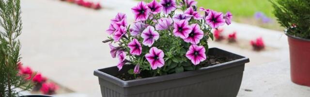 Cveće koje voli sunce! Biljke koje ne morate da sklanjate u senku po velikim vrućinama