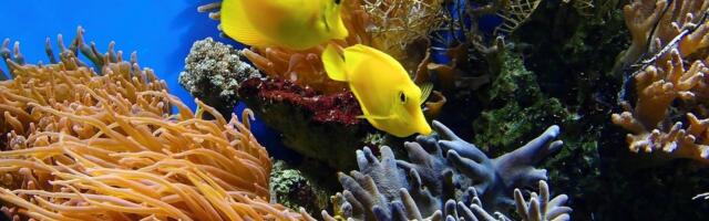 Tajna oaza na dnu Tihog okeana