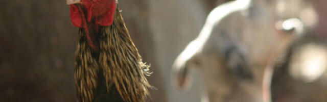 У Британији забрана великих фарми за узгој паса и лова са псима